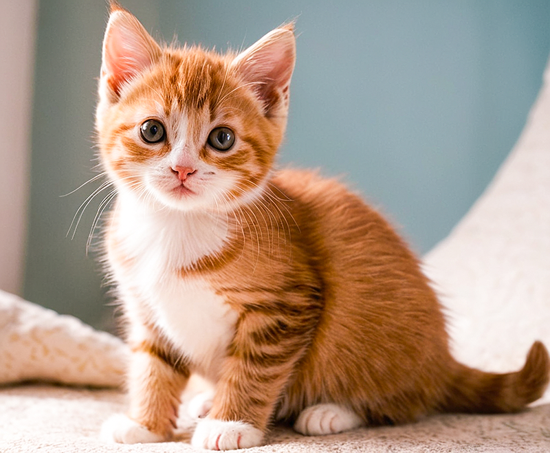 picture of a small orange and white kitten